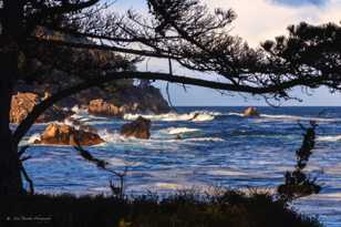 Point Lobos-1824.jpg